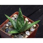 Aloe peckii 3-inch pots